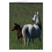 Arab Mare & Foal (Front)