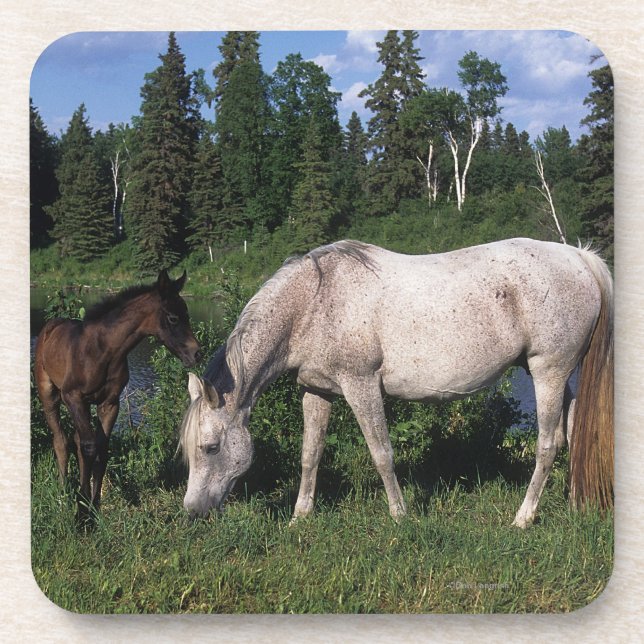 Arab Mare & Foal 2 Drink Coaster (Front)