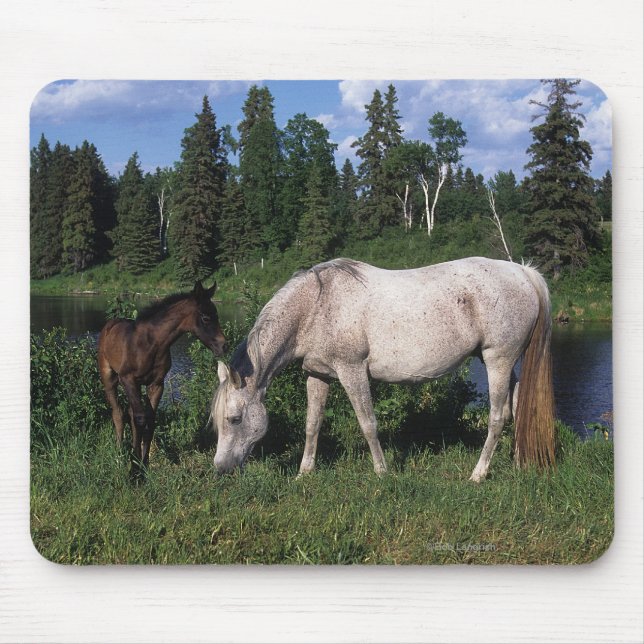 Arab Mare & Foal 2 Mouse Pad (Front)