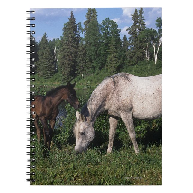 Arab Mare & Foal 2 Notebook (Front)
