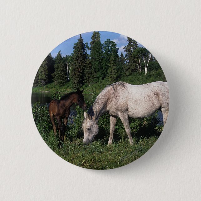 Arab Mare & Foal 2 Pinback Button (Front)
