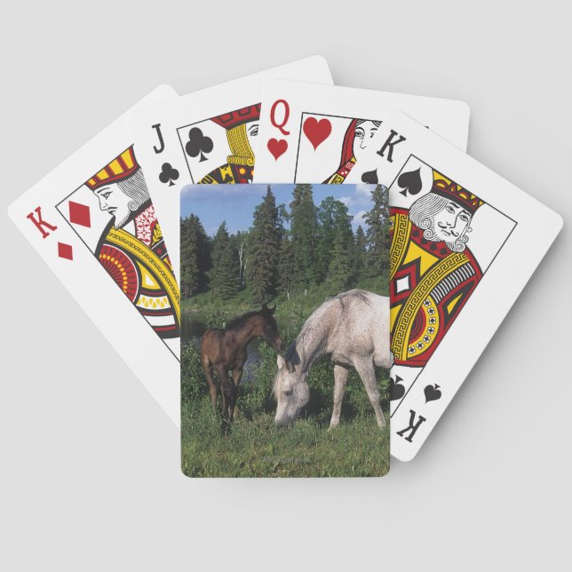 Arab Mare & Foal 2 Poker Cards (Back)