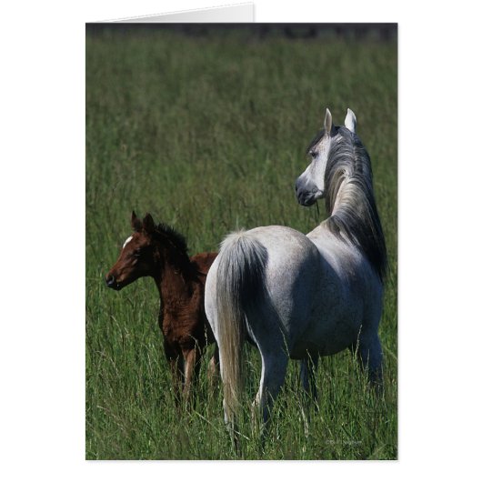 Arab Mare & Foal Cards (Front)
