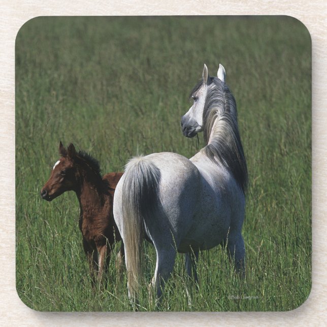 Arab Mare & Foal Drink Coaster (Front)