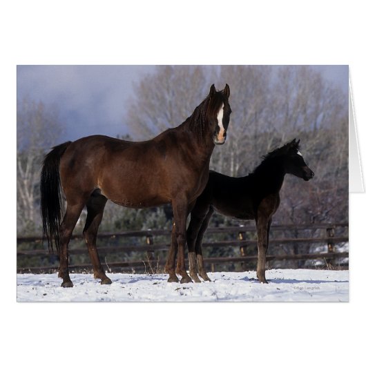 Arab Mare & Foal in Snow (Front Horizontal)