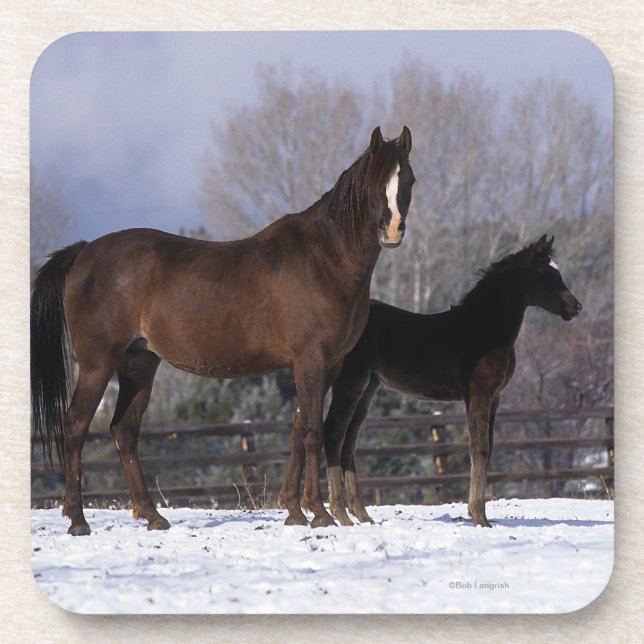 Arab Mare & Foal in Snow Beverage Coaster (Front)