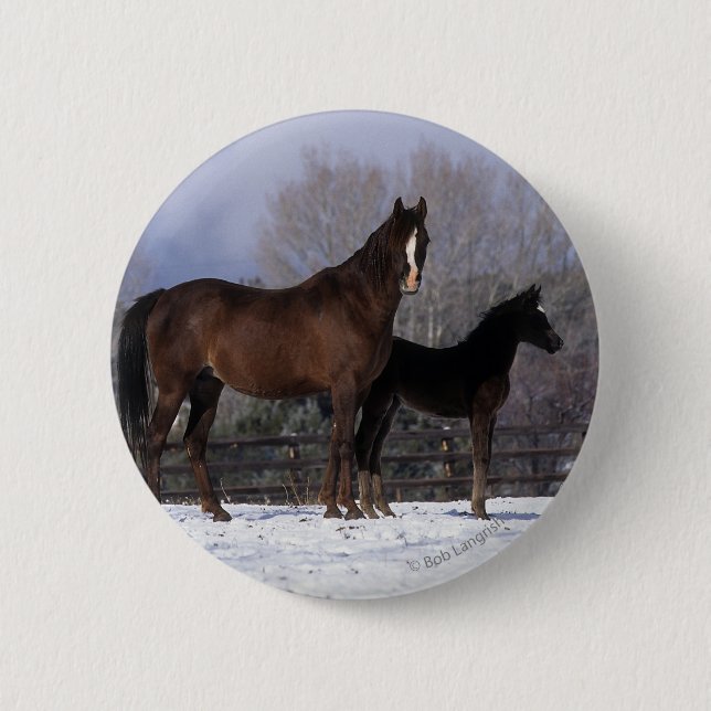 Arab Mare & Foal in Snow Pinback Button (Front)