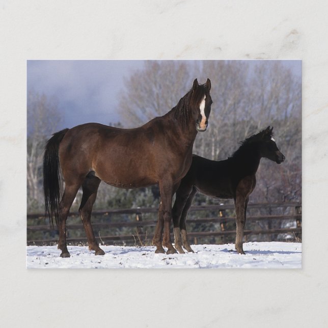 Arab Mare & Foal in Snow Postcard (Front)