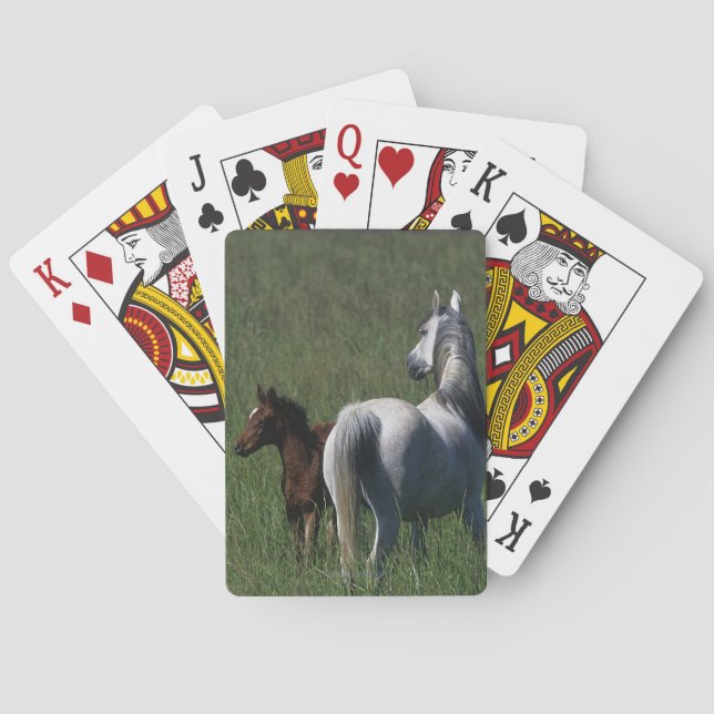 Arab Mare & Foal Poker Cards (Back)