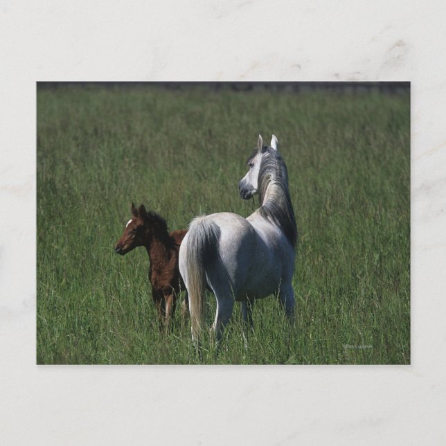 Arab Mare & Foal Postcard (Front)
