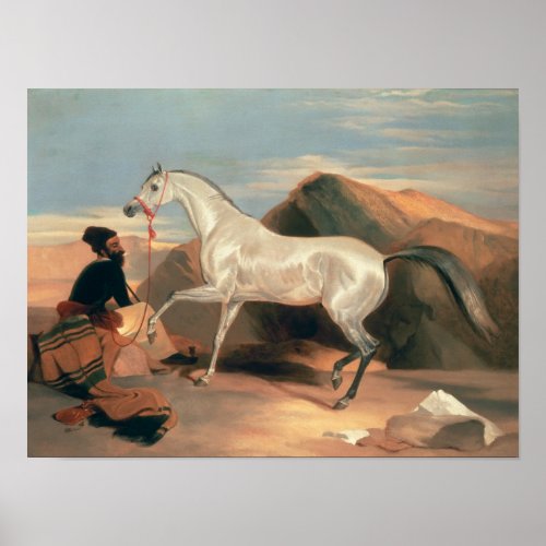 Arab Stallion Poster