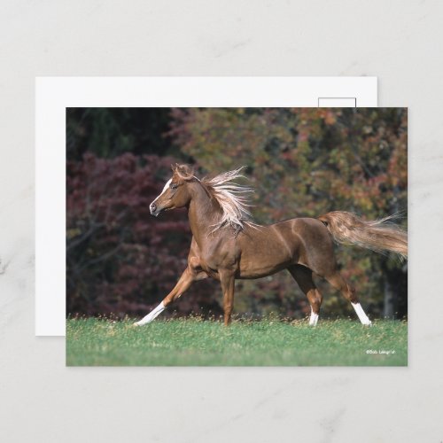 Arab Stallion Running Flowing Mane And Tail Postcard