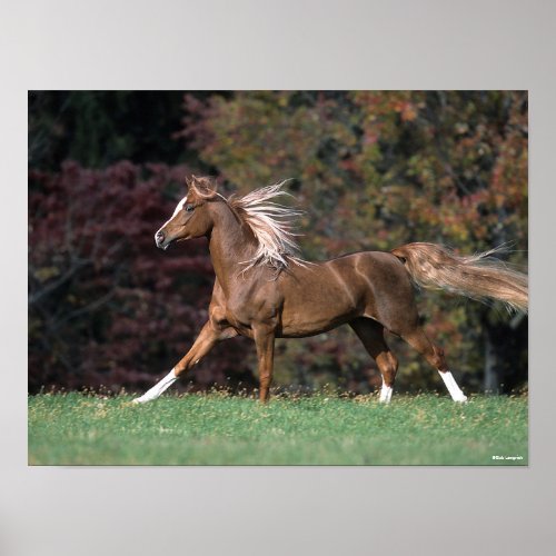 Arab Stallion Running Flowing Mane And Tail Poster