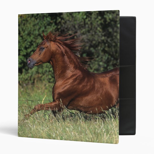 Arab Stallion Running in the Grass Binder (Front/Inside)