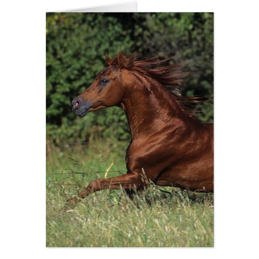 Arab Stallion Running in the Grass Cards (Front)