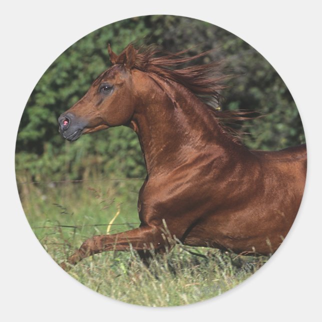 Arab Stallion Running in the Grass Classic Round Sticker (Front)