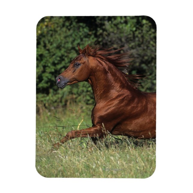 Arab Stallion Running in the Grass Magnet (Vertical)