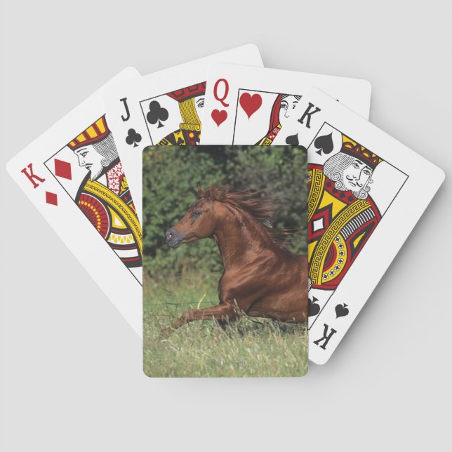 Arab Stallion Running in the Grass Poker Cards (Back)