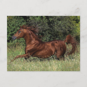 Arab Stallion Running in the Grass Postcard