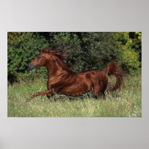 Arab Stallion Running in the Grass Poster