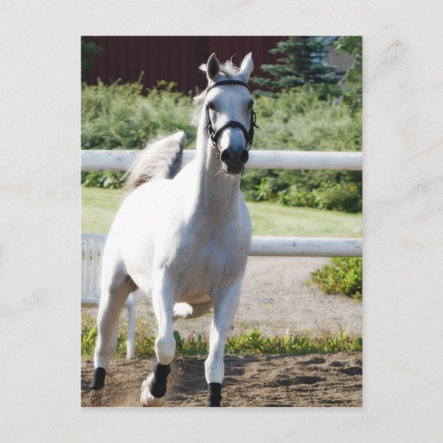 Arabian 2 postcard (Front)