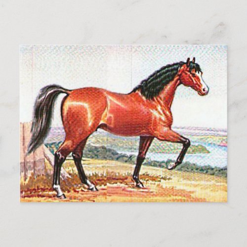 Arabian Bay Horse Vintage Watercolor Fine Art  Postcard