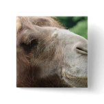 Arabian Camel Button