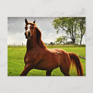 'Arabian Dreamz' Postcard