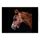 Arabian Foal (Front Horizontal)