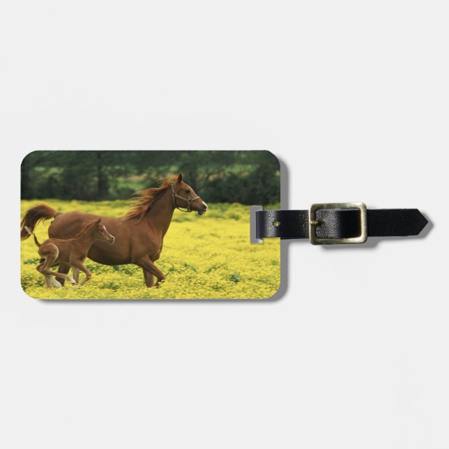 Arabian foal and mare running through luggage tag (Front Horizontal)