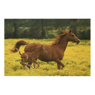 Arabian foal and mare running through wood wall decor