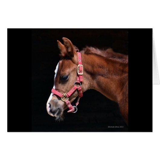 Arabian Foal Cards (Front Horizontal)