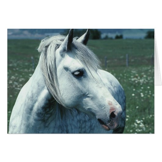 Arabian Horse Cards (Front Horizontal)