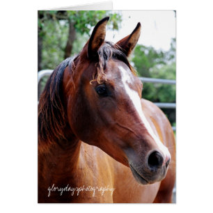 arabian horse head shot, glorydaysphotography