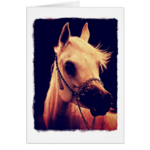 Arabian Horse in a Show Halter Cards