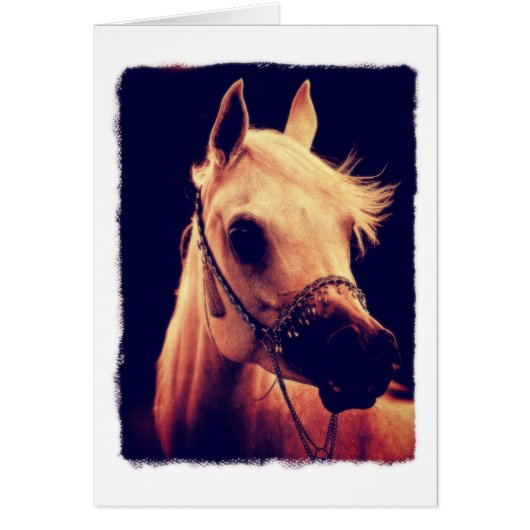 Arabian Horse in a Show Halter Cards (Front)