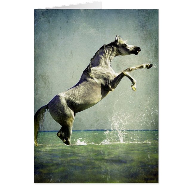 Arabian Horse in Water Cards (Front)