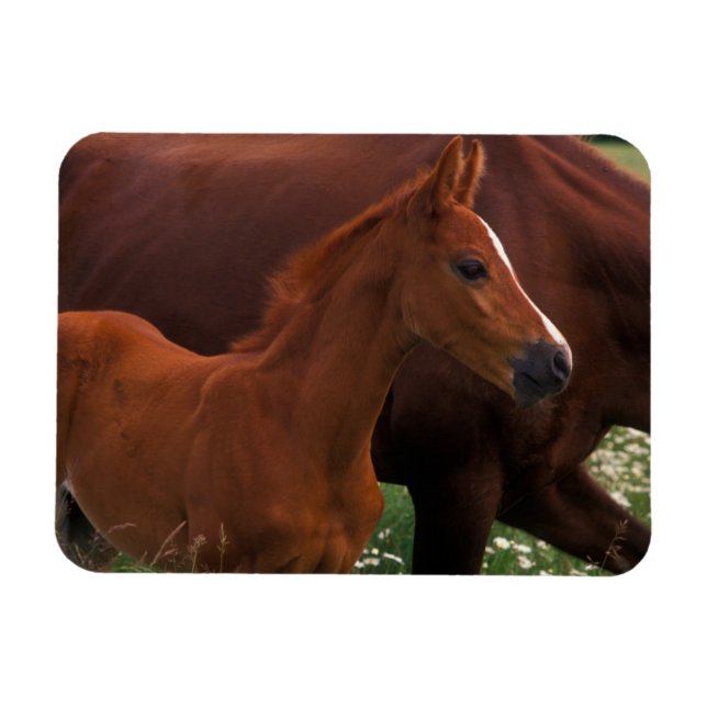 Arabian Horse Near Mother Magnet (Horizontal)