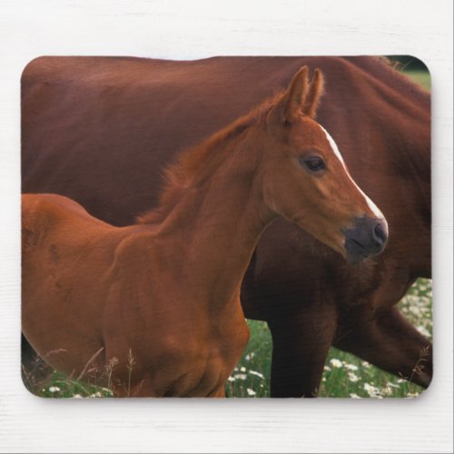 Arabian Horse Near Mother Mouse Pad