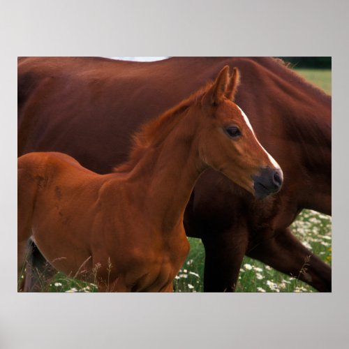 Arabian Horse Near Mother Poster