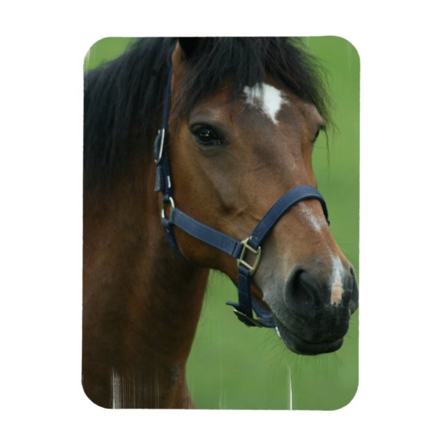 Arabian Horse Pictures Magnet (Vertical)