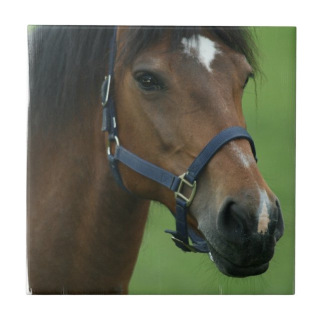 Arabian Horse Pictures Tile (Front)