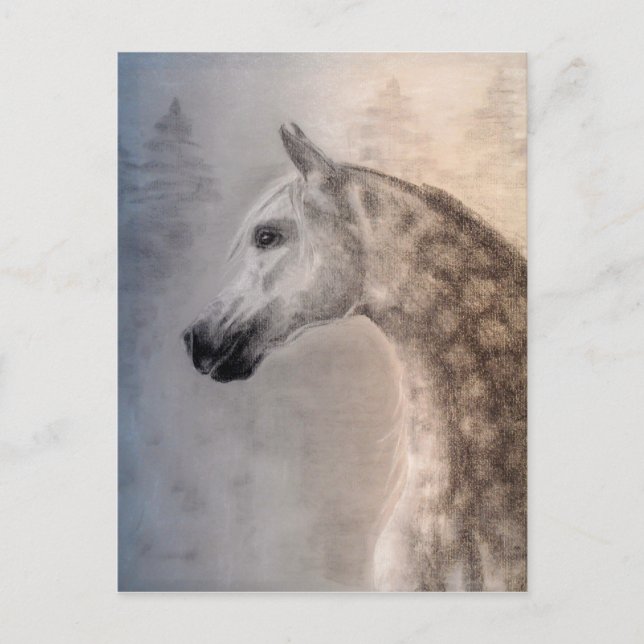 Arabian Horse Postcard (Front)