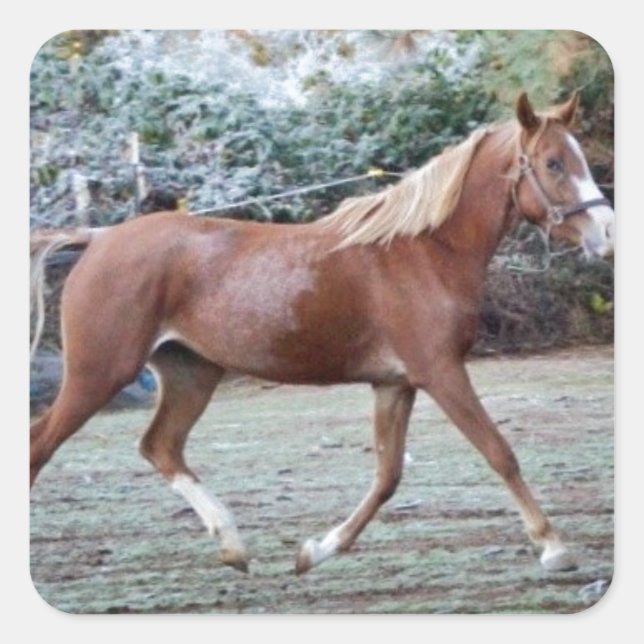 Arabian Horse running free on the pasture Square Sticker (Front)
