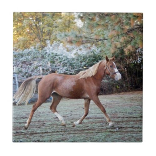 Arabian Horse running free on the pasture Tile