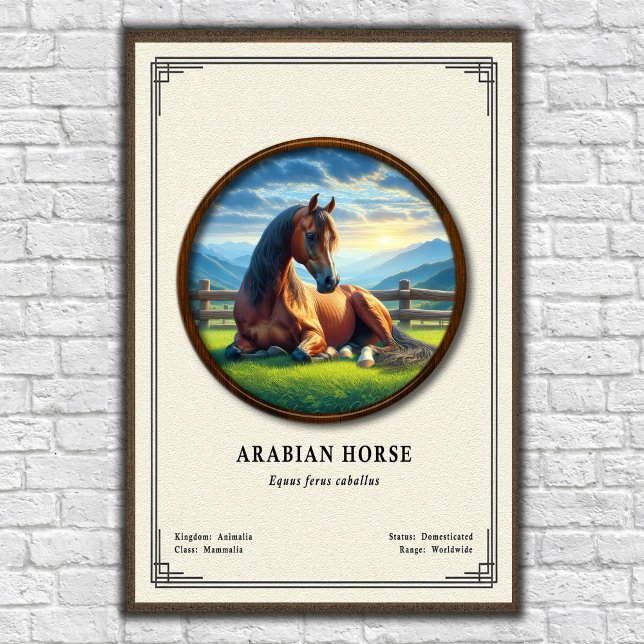 Arabian Horse Zoology Series Poster (Creator Uploaded)