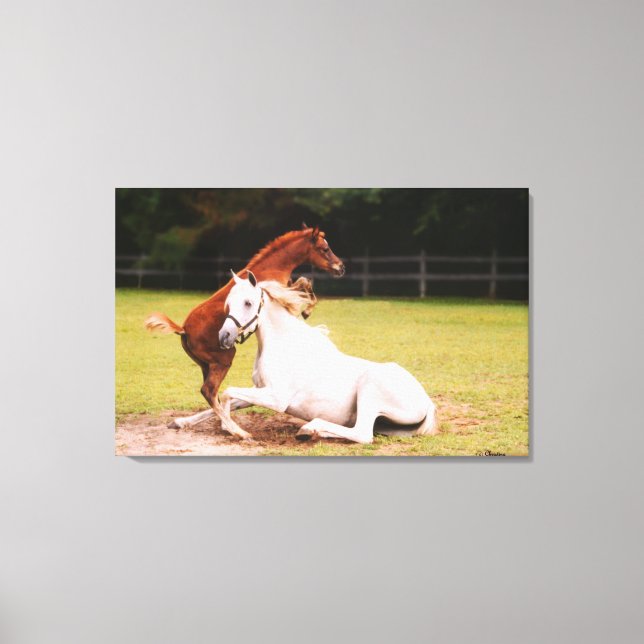 Arabian mare foal Stretched Canvas Print (Front)