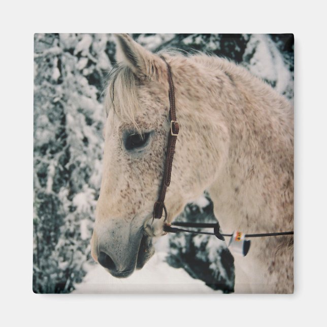 Arabian Mix Magnet (Front)