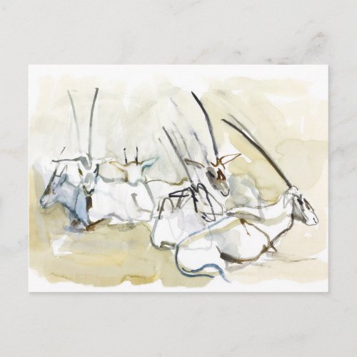 Arabian Oryx 2010  2 Postcard