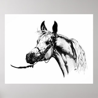 Arabian portrait in Pen & Ink Poster